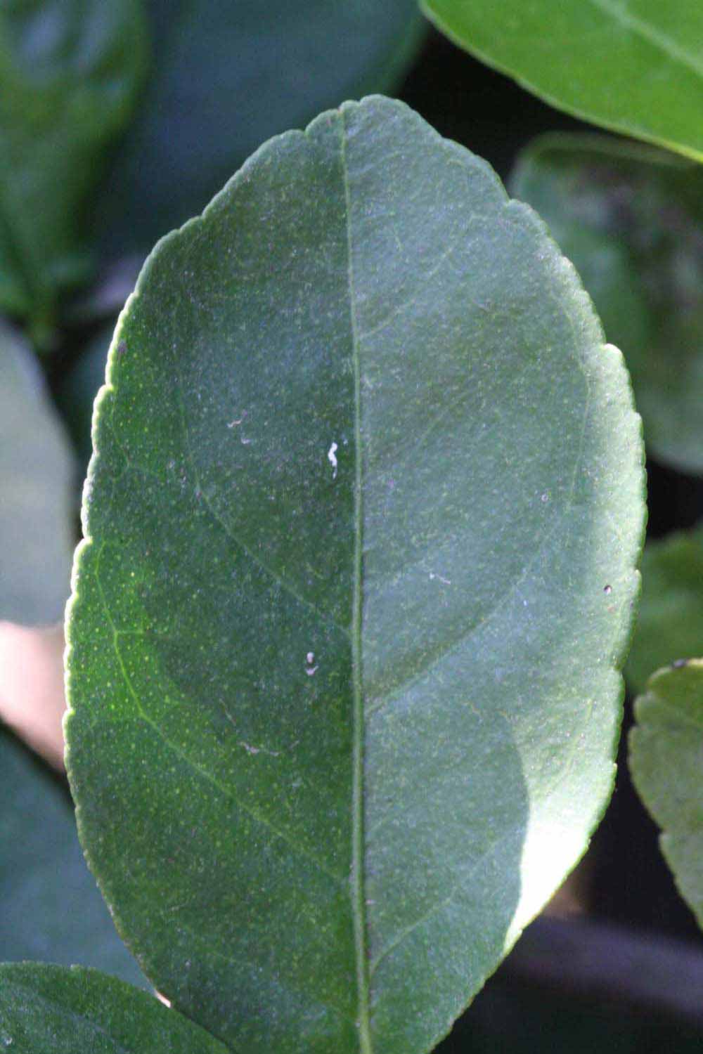              Margin (Riverside, CA)       